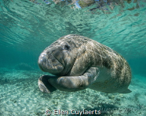 Florida Manatee having an itch! by Ellen Cuylaerts 